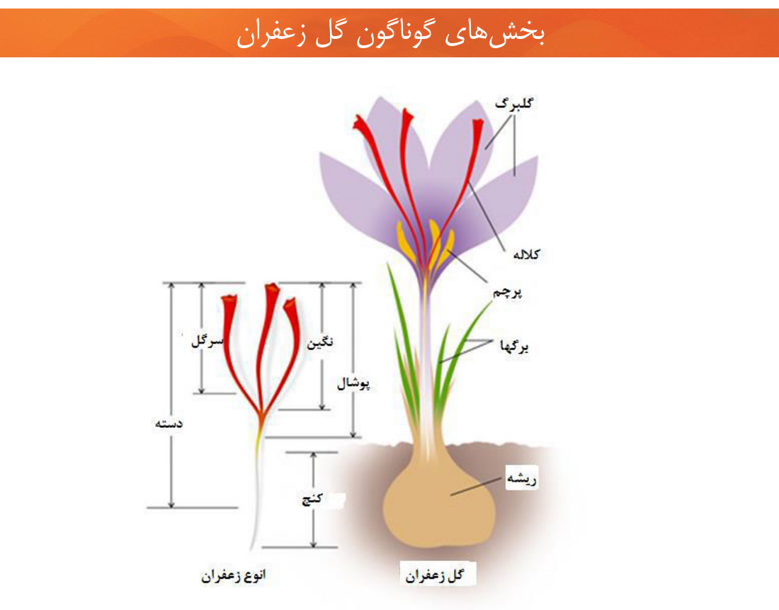 معاملات آتی زعفران بخش‌های مختلف گیاه گل زعفران